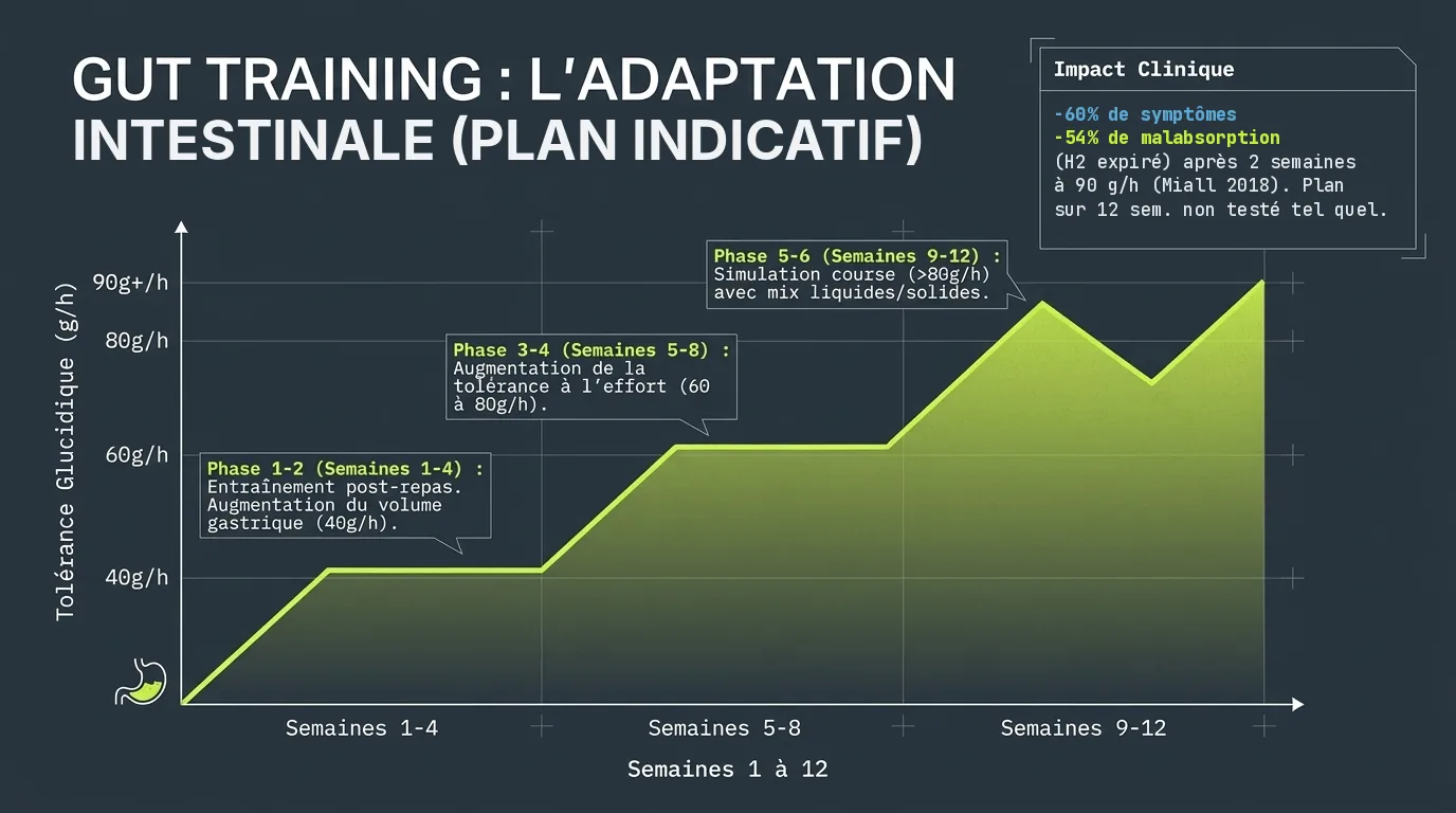 Gut training : plan progressif sur 12 semaines